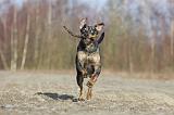 CATAHOULA 007